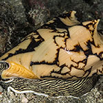 Cymbiola vespertilio